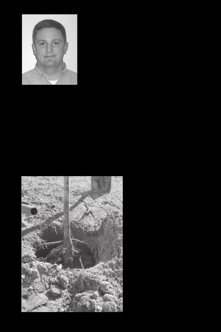 planting and care of young pecan trees