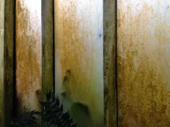 COLLECTING, SHOWING AND  STAGING PLANTS    A FILMIC ANALYSIS OF THE BOTANICAL