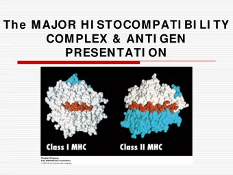 The MAJOR HI STOCOMPATI BI LI TY  COMPLEX &amp; ANTI GEN  PRESENTATI ON  MHC  MHC - tightly