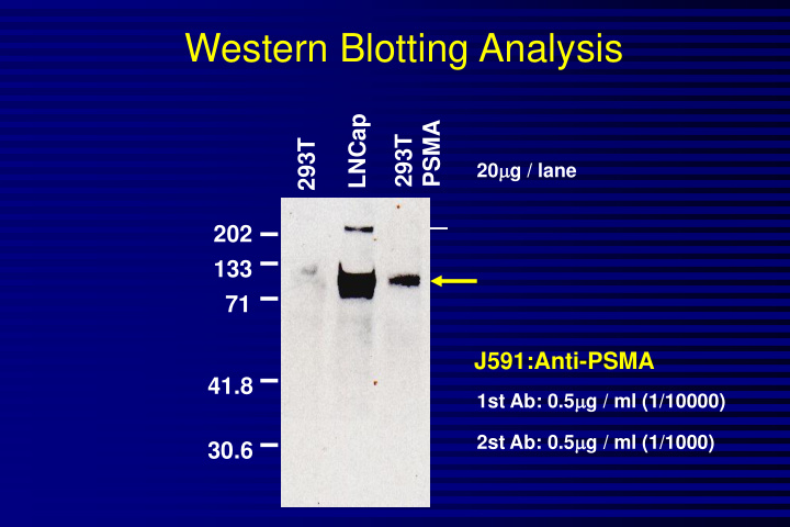 western blotting analysis