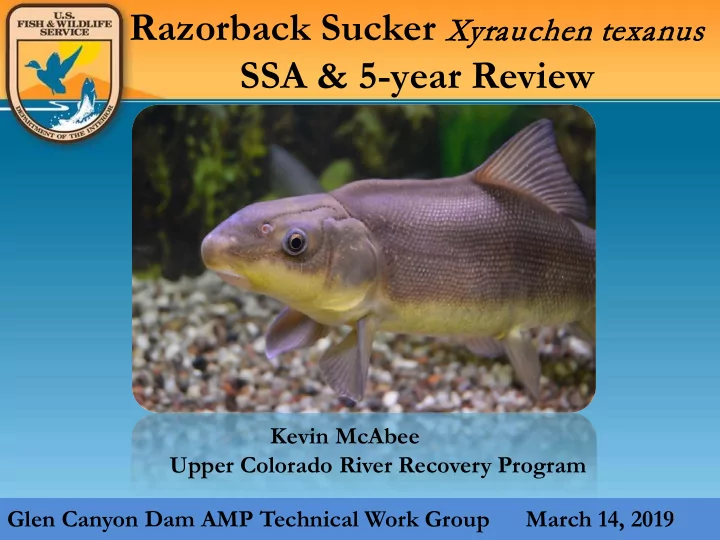 ssa amp 5 year review