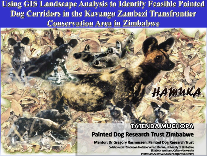 what are painted dogs what are the conservation