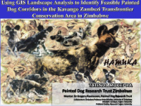 what are painted dogs what are the conservation