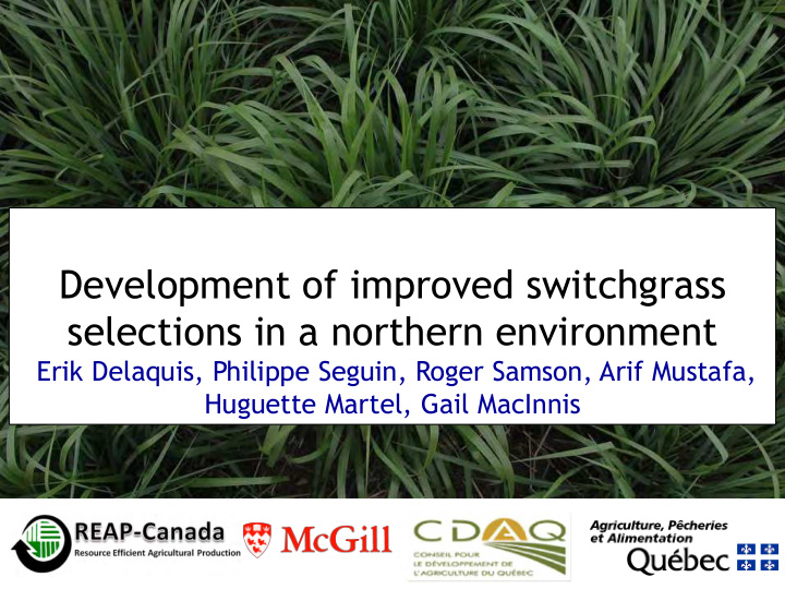 development of improved switchgrass selections in a