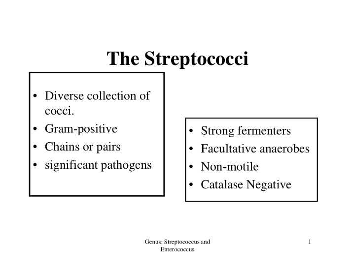 the streptococci