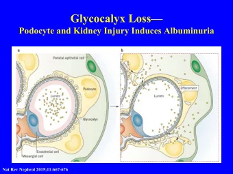 Glycocalyx Loss  Podocyte and Kidney Injury Induces Albuminuria  Nat Rev Nephrol 2015;11:667-676
