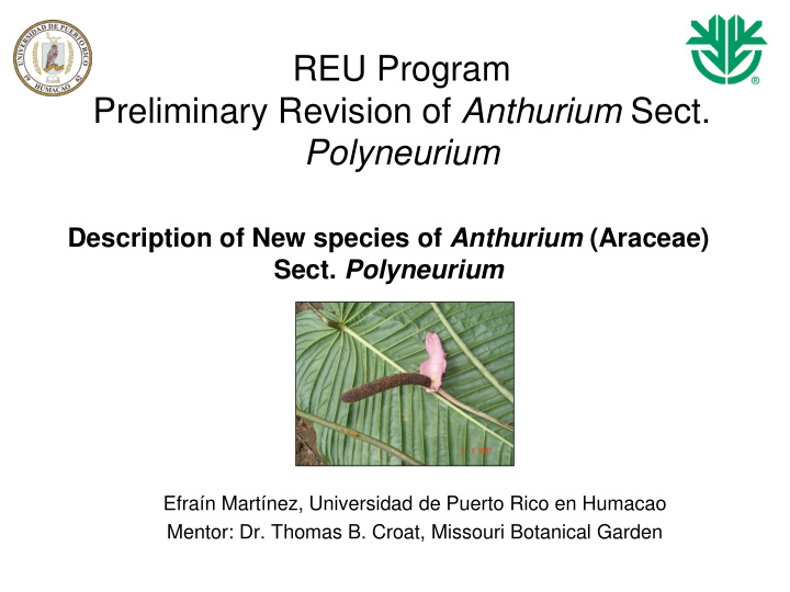 reu program preliminary revision of anthurium sect