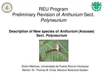 REU Program Preliminary Revision of Anthurium Sect.  Polyneurium Description of New species of