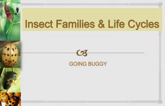 GOING BUGGY  Fun Facts    Insects have been around for at least 350 million years  Over