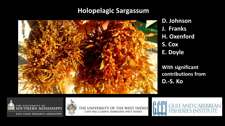 holopelagic sargassum