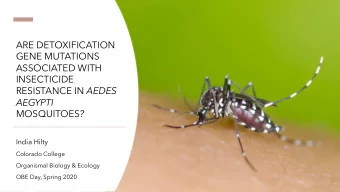 ARE DETOXIFICATION  GENE MUTATIONS  ASSOCIATED WITH  INSECTICIDE RESISTANCE IN AEDES  AEGYPTI