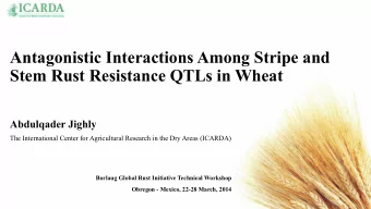 Antagonistic Interactions Among Stripe and  Stem Rust Resistance QTLs in Wheat Abdulqader Jighly