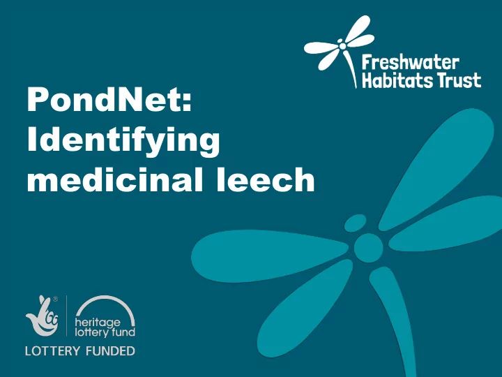 pondnet identifying medicinal leech medicinal leech