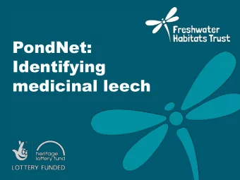 PondNet:  Identifying  medicinal leech  Medicinal leech  Hirudo medicinalis  Meet the leech