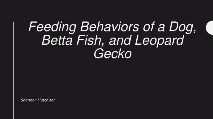 feeding behaviors of a dog betta fish and leopard