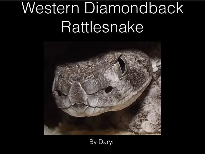 western diamondback rattlesnake