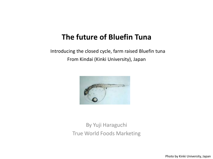 the future of bluefin tuna
