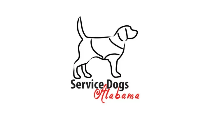 fo follow the lead with a school dog