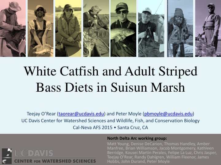 white catfish and adult striped bass diets in suisun marsh
