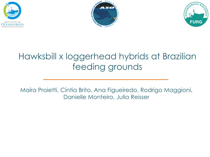 hawksbill x loggerhead hybrids at brazilian feeding