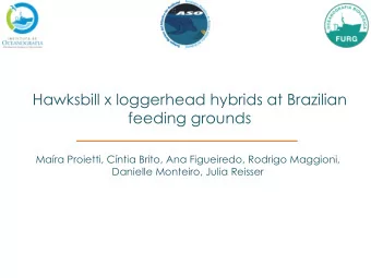 Hawksbill x loggerhead hybrids at Brazilian  feeding grounds  Mara Proietti, Cntia Brito, Ana