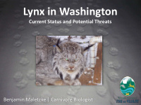 lynx in washington