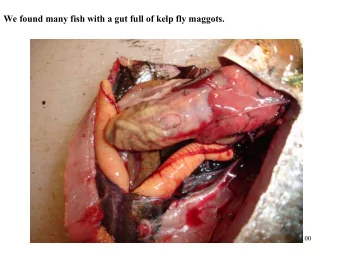 We found many fish with a gut full of kelp fly maggots.  100  Kelp fly maggots provide the protein