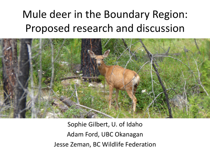 mule deer in the boundary region