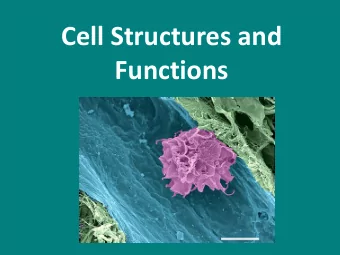 Functions  What are cells?  Cells are the basic units of living organisms  Microscopes