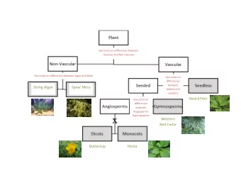 String Algae  Spear Moss  seeded and  seedless  Sword Fern  See notes on  differences  between
