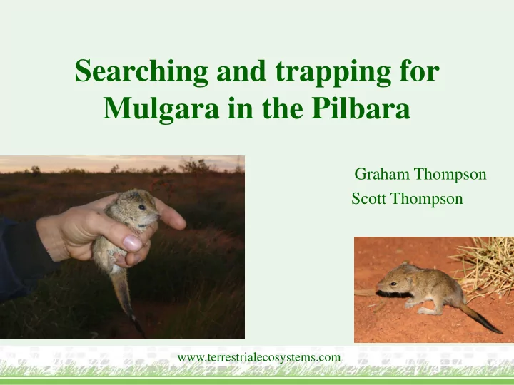 searching and trapping for mulgara in the pilbara