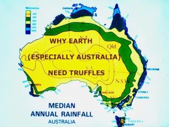 MYCO = FUNGUS  RHI ZA = ROOT  = FUNGUS - ROOT  A  CATEGORIES OF  MYCOPHAGY