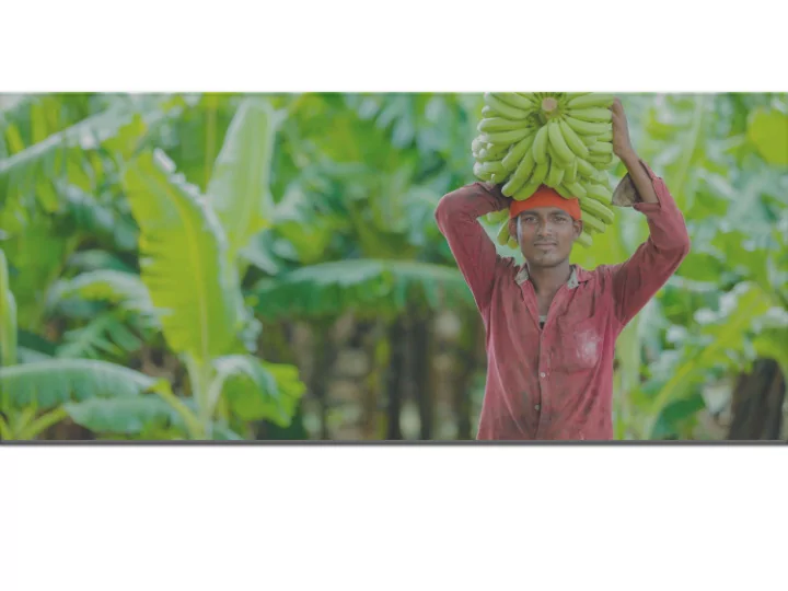 feed the future innovation lab for crop improvement