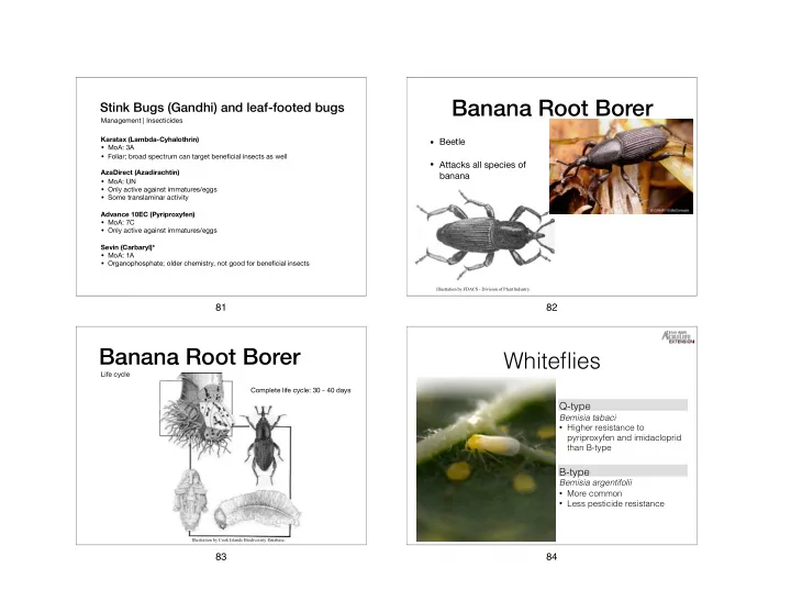 banana root borer