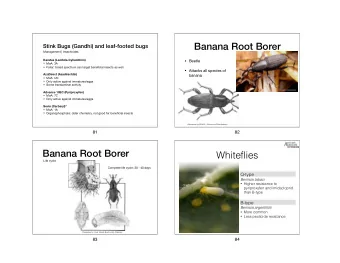 Banana Root Borer  Stink Bugs (Gandhi) and leaf-footed bugs  Management | Insecticides  Beetle