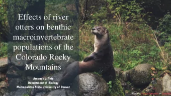 Effects of river  otters on benthic  macroinvertebrate  populations of the  Colorado Rocky