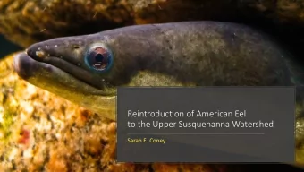 to the Upper Susquehanna Watershed  Sarah E. Coney  Anguilla rostrata  Catadromous  Sargasso