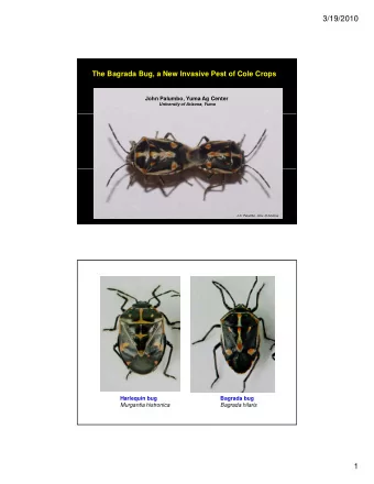 3/19/2010  The Bagrada Bug, a New Invasive Pest of Cole Crops  John Palumbo, Yuma Ag Center