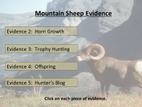 mountain sheep evidence