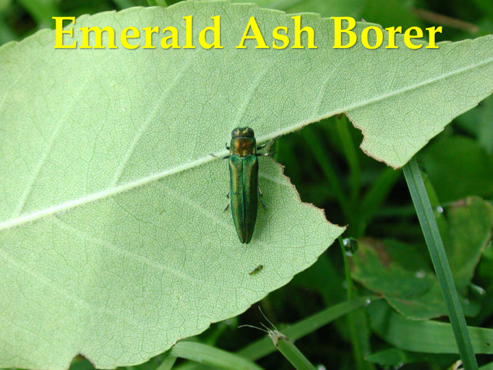 emerald ash borer