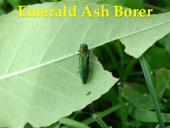 Emerald Ash Borer  What is an Invasive  Species?  non-native to the ecosystem under consideration