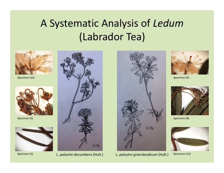 a systematic analysis of ledum labrador tea