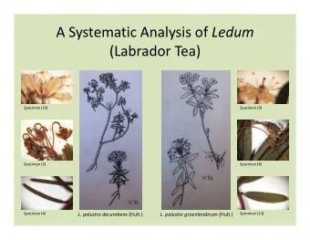 ASystematicAnalysisof Ledum   (LabradorTea)