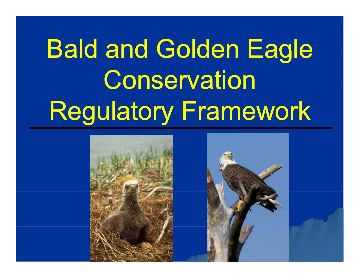 bald and golden eagle bald and golden eagle bald and