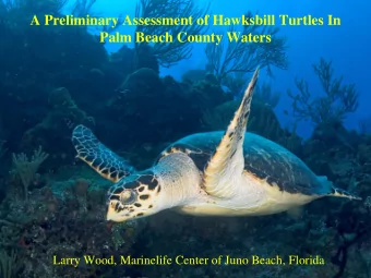 A Preliminary Assessment of Hawksbill Turtles In  Palm Beach County Waters  Larry Wood, Marinelife