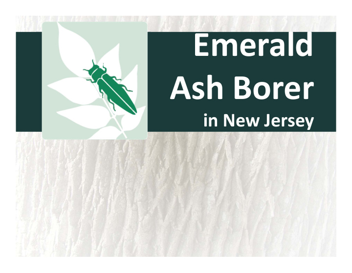 emerald ash borer