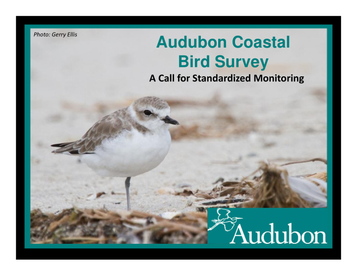 audubon coastal bird survey