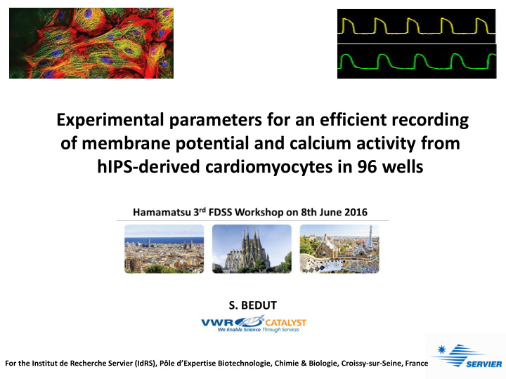 hips derived cardiomyocytes in 96 wells