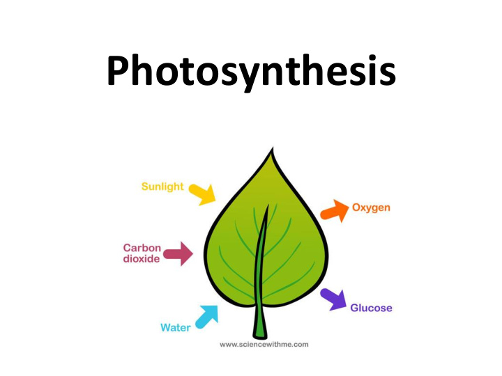 photosynthesis plants leaf structure stomata plant