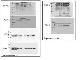 PINK1  50  50  34  34  26  26  118  90  Actin  50  118  34  90  Actin  26  50  34  26  118  90  p53